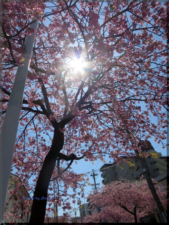 【名古屋】一番早く咲く桜並木とさくら色バーガーを堪能！