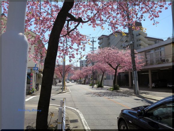 【名古屋】一番早く咲く桜並木とさくら色バーガーを堪能！