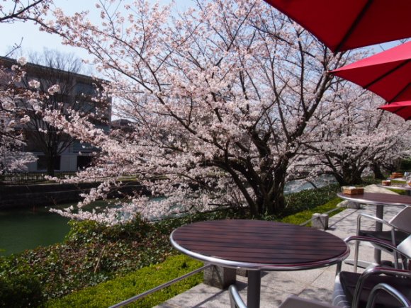 京都の桜スポットでお花見ランチ！使えること間違いなしの5軒