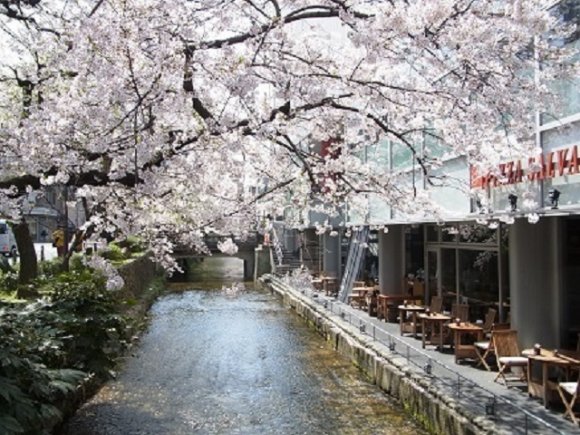 京都の桜スポットでお花見ランチ！使えること間違いなしの5軒