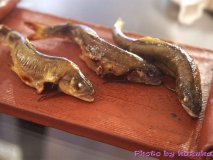 和牛から真鯛、稚鮎まで！旬の鮮魚を使った料理が評判な炭火創作料理店
