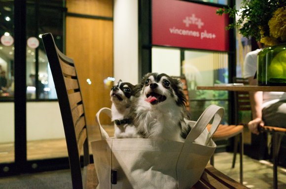 名古屋めしから世界一のピッツァまで！話題の観光地・大須で愛犬可のお店