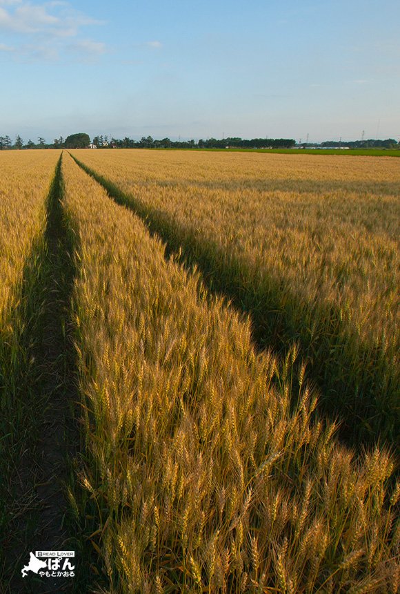 「幻」と呼ばれる稀少な小麦！ハルユタカの小麦畑を感じるハードトースト