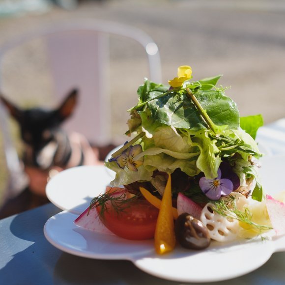 ラーメンバーに農園レストラン！愛知県で愛犬と一緒に行ける美味しいお店